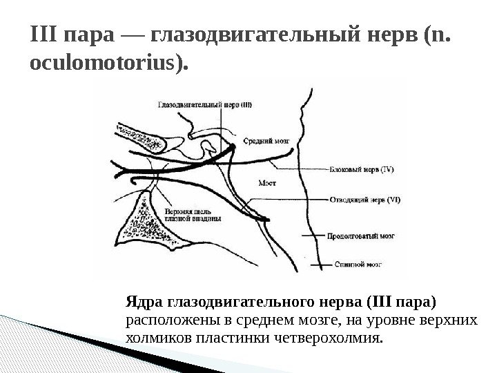 III пара — глазодвигательный нерв (n.  oculomotorius). Ядра глазодвигательного нерва (III пара) расположены