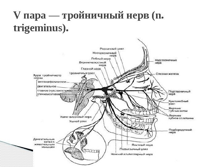 V пара — тройничный нерв (n.  trigeminus).  