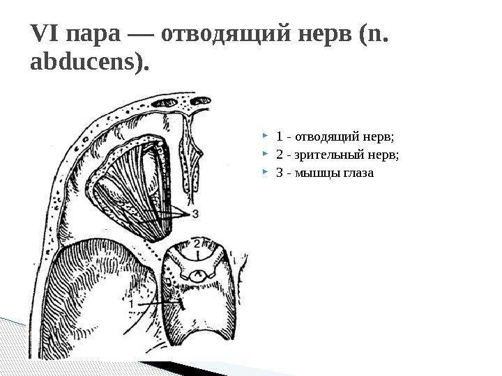 VI пара — отводящий нерв (n.  abducens). 1 - отводящий нерв;  2