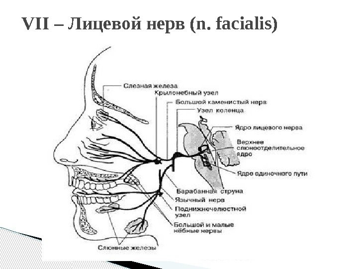 VII – Лицевой нерв (n. facialis)  