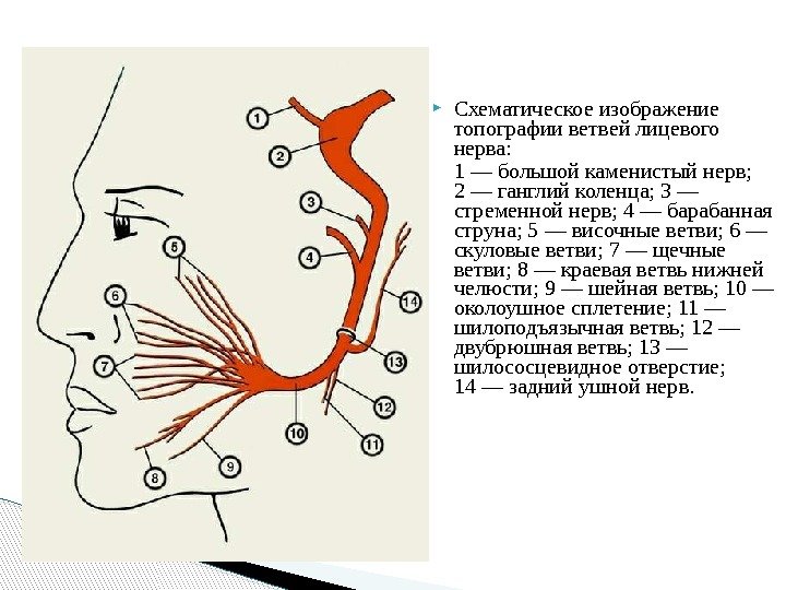  Схематическое изображение топографии ветвей лицевого нерва:  1 — большой каменистый нерв; 