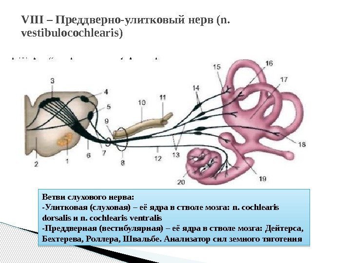 VIII – Преддверно-улитковый нерв (n.  vestibulocochlearis) Ветви слухового нерва: -Улитковая (слуховая) – её