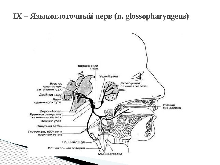 IX – Языкоглоточный нерв (n. glossopharyngeus)  