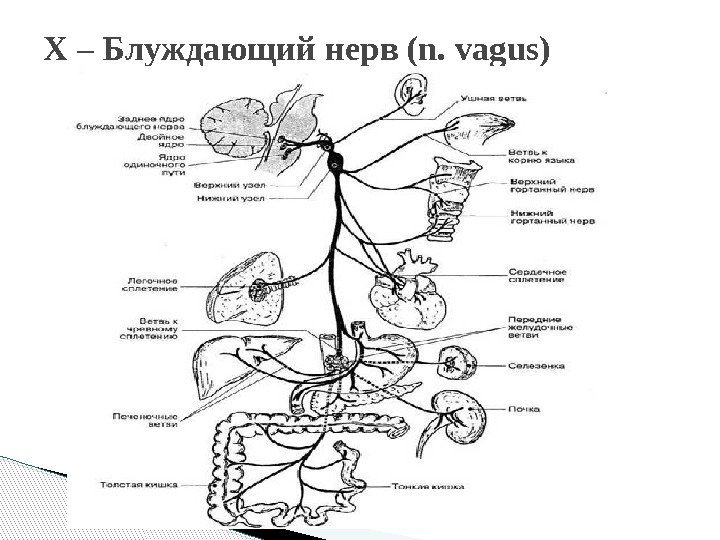X – Блуждающий нерв (n. vagus)  