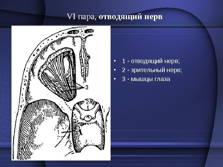 VI пара,  отводящий нерв  • 1 - отводящий нерв;  • 2