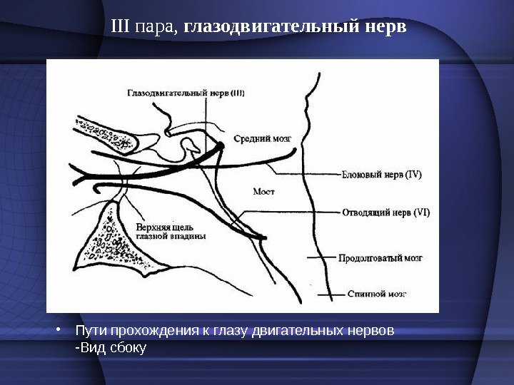 III пара,  глазодвигательный нерв • Пути прохождения к глазу двигательных нервов -Вид сбоку