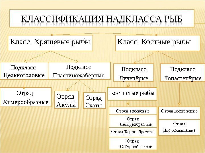 Подкласс Пластиножаберные Класс Костные рыбы. Класс Хрящевые рыбы Подкласс Цельноголовые Отряд Скаты. Отряд Акулы.