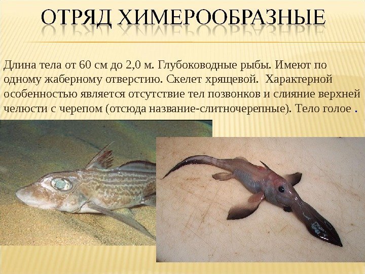 Длина тела от 60 см до 2, 0 м. Глубоководные рыбы. Имеют по одному