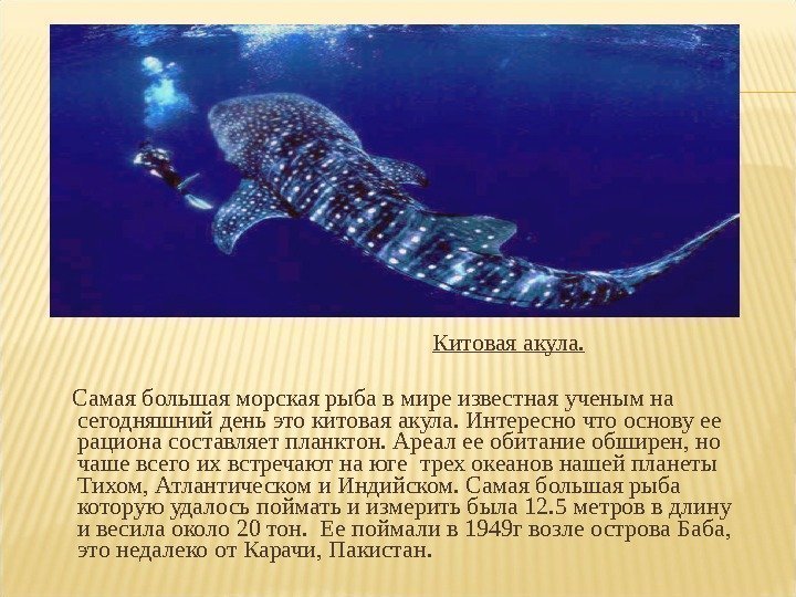      Китовая акула.  Самая большая морская рыба в мире