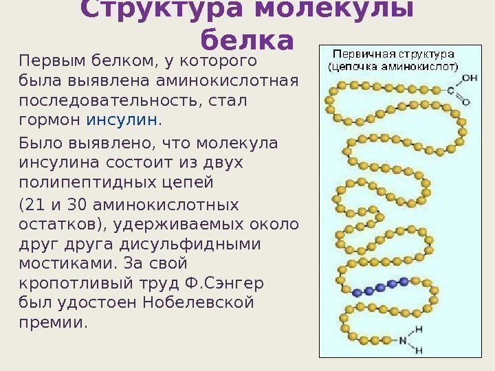 Структура молекулы белка Первым белком, у которого была выявлена аминокислотная последовательность, стал гормон инсулин.