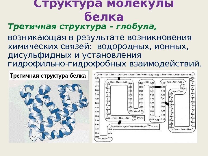 Структура молекулы белка Третичная структура – глобула, возникающая в результате возникновения химических связей: 