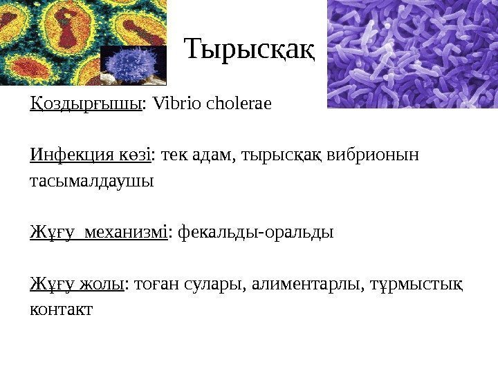 Тырыс ақ қ оздыр ышы Қ ғ :  Vibrio cholerae Инфекция к зі