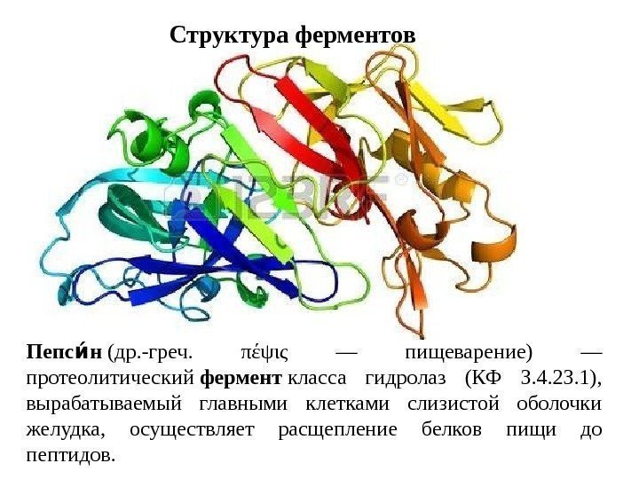 Структура ферментов Пепс нии (др. -греч.  πέψις — пищеварение) — протеолитический фермент класса