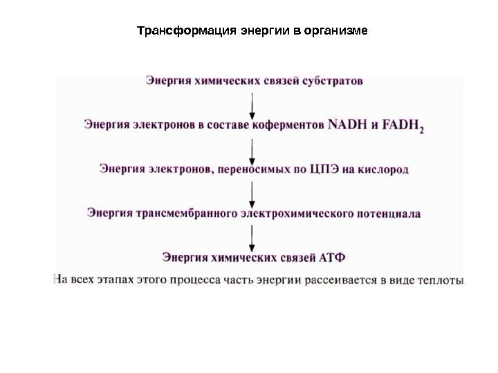 Трансформация энергии в организме 