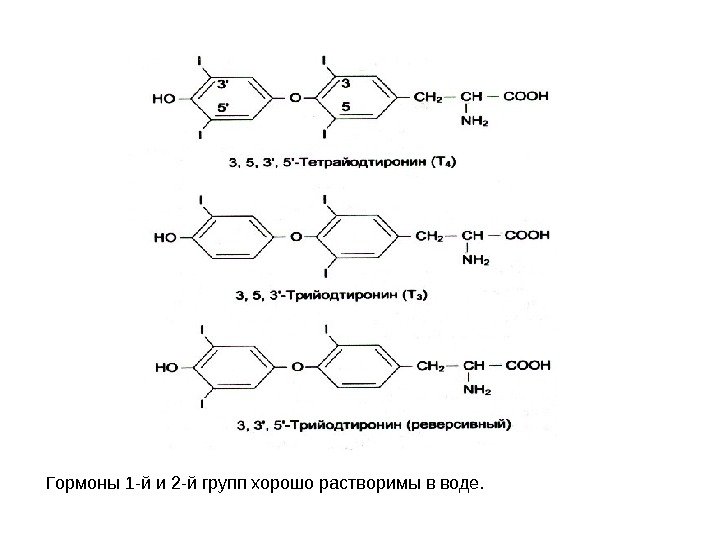 Гормоны 1 -й и 2 -й групп хорошо растворимы в воде. 