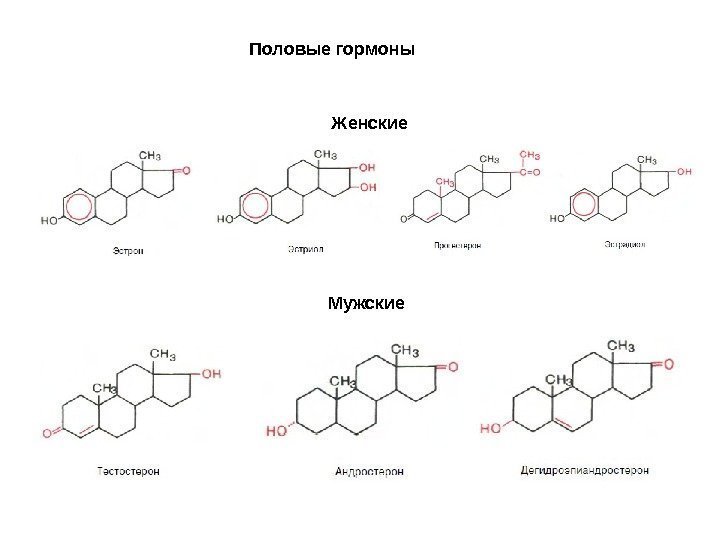 Половые гормоны Женские Мужские 