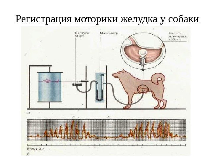 Регистрация моторики желудка у собаки 