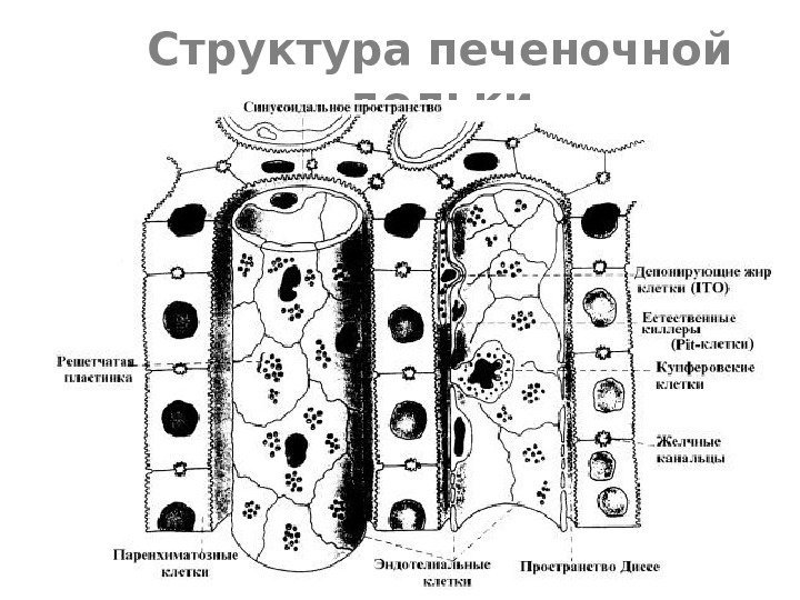 Структура печеночной дольки 