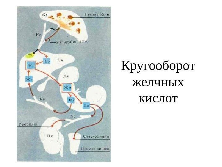 Кругооборот желчных кислот 