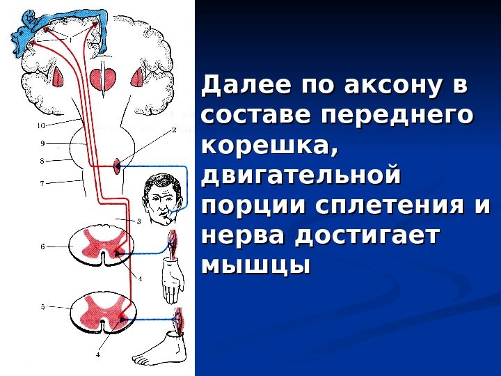 Далее по аксону в составе переднего корешка,  двигательной порции сплетения и нерва достигает