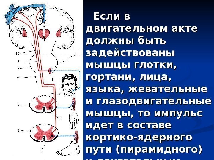   Если в двигательном акте должны быть задействованы мышцы глотки,  гортани, лица,