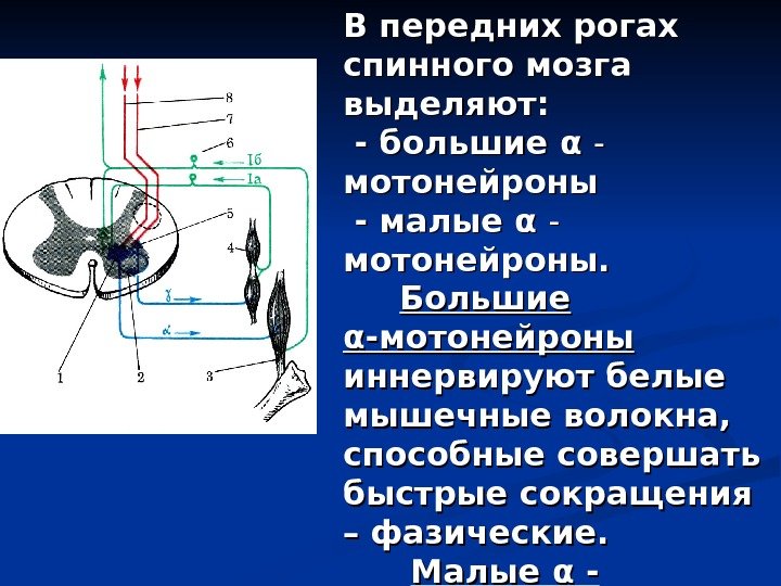 В передних рогах спинного мозга выделяют:  - большие αα  --  мотонейроны