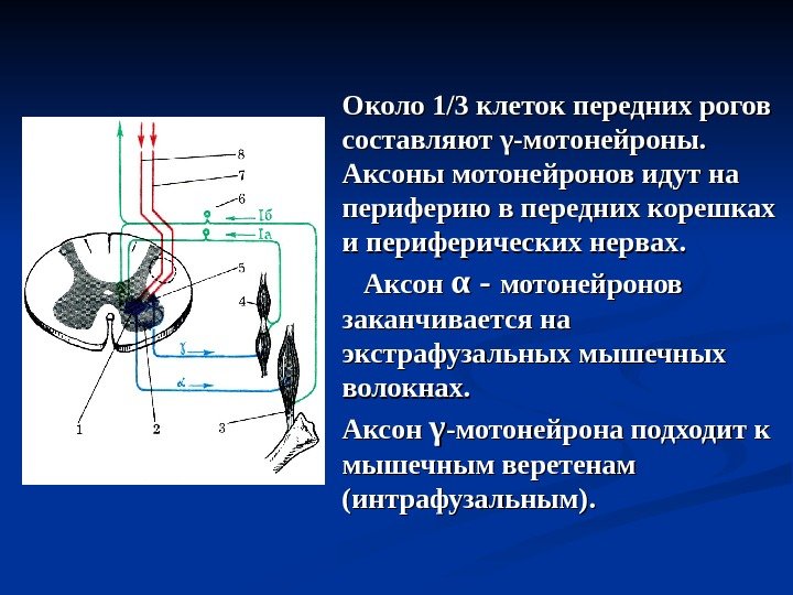 Около 1 // 3 клеток передних рогов составляют γγ -мотонейроны.  Аксоны мотонейронов идут