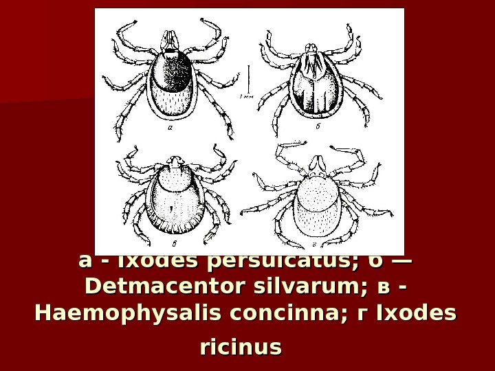 аа - Ixodes persulcatus;  бб — — Detmacentor silvarum;  вв - -