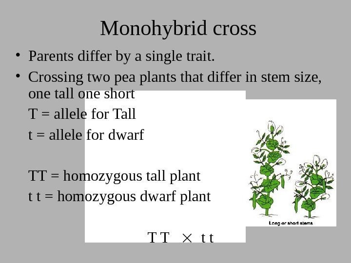 Monohybrid cross • Parents differ by a single trait.  • Crossing two pea