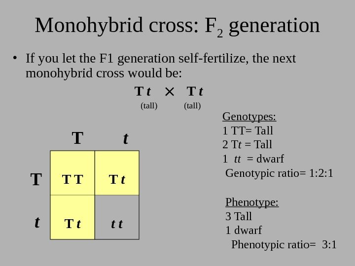 Monohybrid cross: F 2 generation • If you let the F 1 generation self-fertilize,