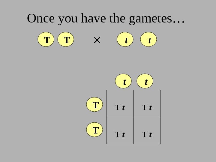  Once you have the gametes…  T  T  t  t