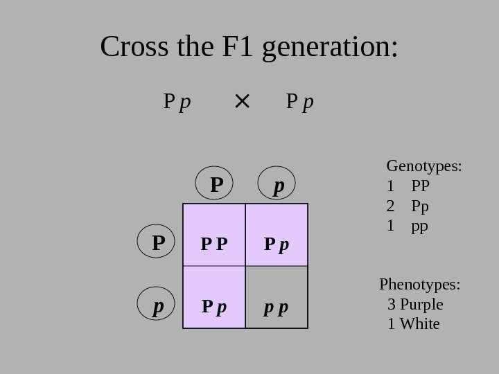 Cross the F 1 generation: P p P P P p  p p