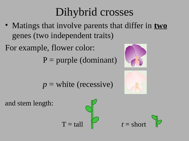 Dihybrid crosses • Matings that involve parents that differ in two  genes (two