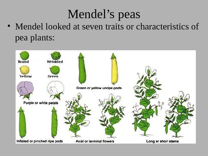 Mendel’s peas • Mendel looked at seven traits or characteristics of pea plants: 
