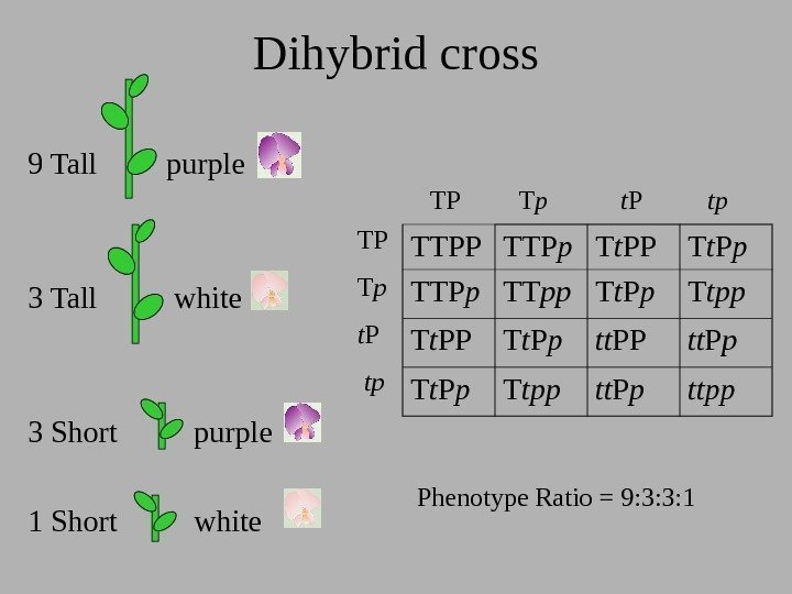 Dihybrid cross 9 Tall   purple 3 Tall   white 3 Short