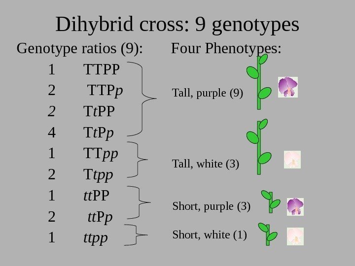  Genotype ratios (9):  Four Phenotypes: 1 TTPP 2 TTP p 2 T