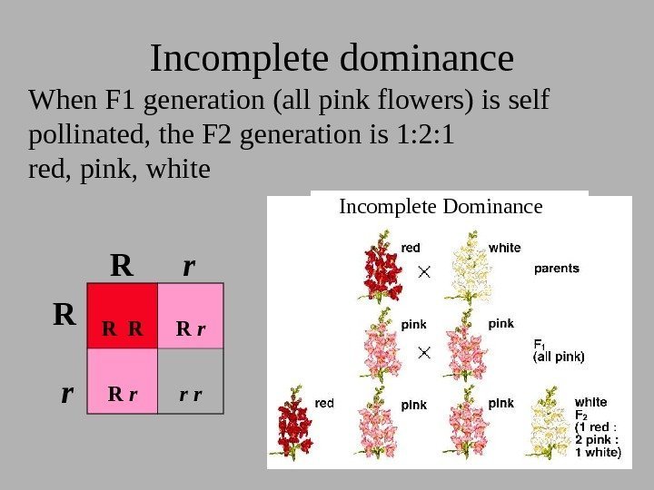 Incomplete dominance Incomplete Dominance When F 1 generation (all pink flowers) is self pollinated,