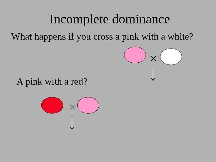 What happens if you cross a pink with a white? Incomplete dominance A pink
