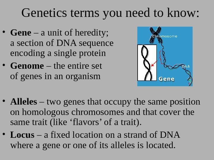 Genetics terms you need to know:  • Gene – a unit of heredity;