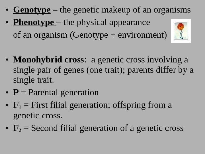  • Genotype – the genetic makeup of an organisms • Phenotype  –