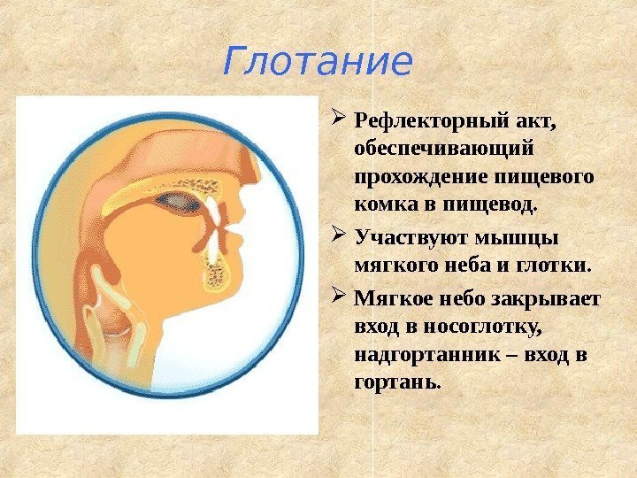 Глотание Рефлекторный акт,  обеспечивающий прохождение пищевого комка в пищевод.  Участвуют мышцы мягкого