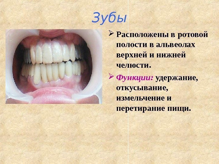 Зубы Расположены в ротовой полости в альвеолах верхней и нижней челюсти.  Функции: 