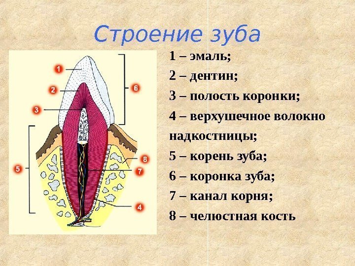 Строение зуба 1 – эмаль;  2 – дентин;  3 – полость коронки;