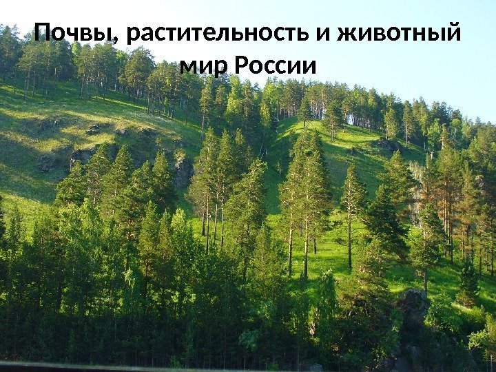 Почвы, растительность и животный мир России 