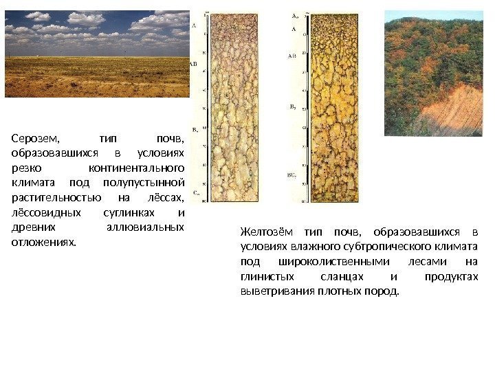 Серозем,  тип почв,  образовавшихся в условиях резко континентального климата под полупустынной растительностью