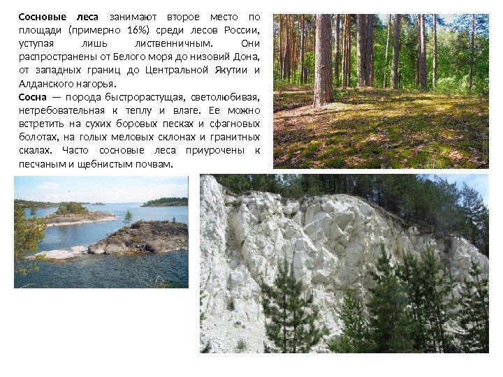 Сосновые леса занимают второе место по площади (примерно 16) среди лесов России,  уступая