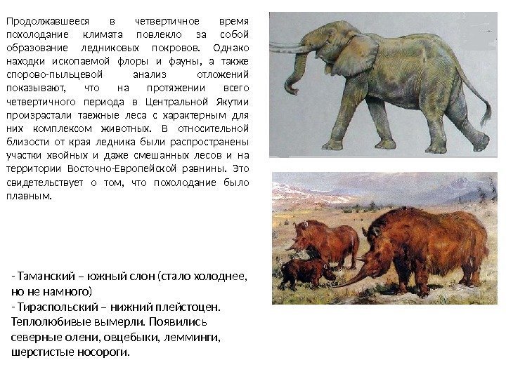 - Таманский – южный слон (стало холоднее,  но не намного) - Тираспольский –