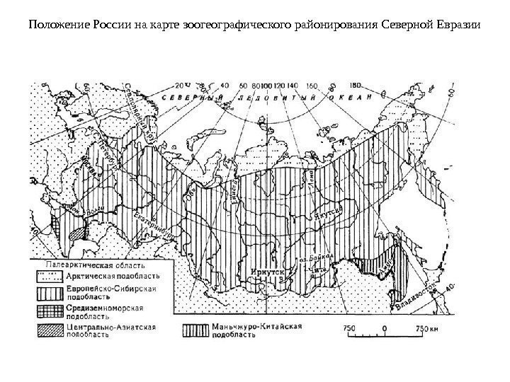Положение России на карте зоогеографического районирования Северной Евразии  