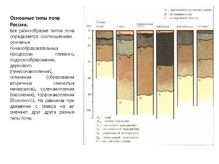 Основные типы почв России.  Все разнообразие типов почв определяется соотношением  основных почвообразовательных