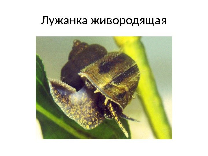 Лужанка живородящая 